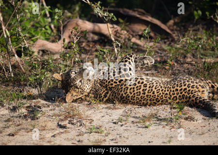 Ein faul Leopard rollt auf seinen Rücken auf weichem Sand und sonnte sich in der frühen Morgensonne am Wilpattu NP, Sri Lanka. Stockfoto