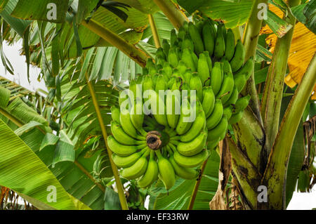 Grüne Bananen wachsen am Baum in Bangladesch Stockfoto