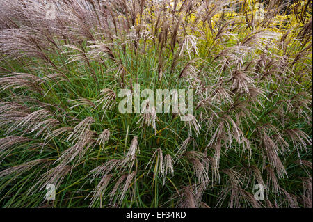 Miscanthus Sinensis-"Yakushima Dwarf" Stockfoto