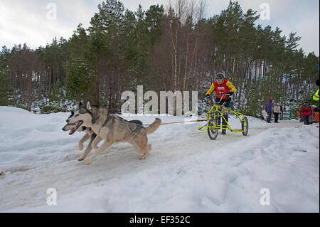 Der Siberian Husky-Hundeschlitten-Rallye findet jedes Jahr im Januar in Glenmore Forest Aviemore, Schottland.  SCO 9444. Stockfoto