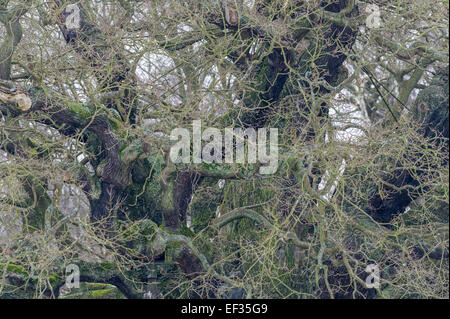 Die große Äste der großen Eiche, eine alte Eiche in der Mitte des Sherwood Forest, Nottinghamshire, England. Stockfoto