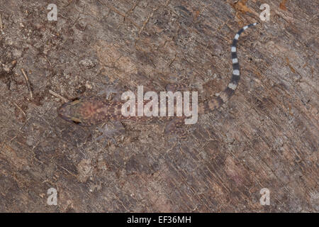 Türkische Gecko, mediterranen Haus Gecko, Europäischer Halbfinger, Halbfinger-Gecko, Hemidactylus Turcicus, Gecko nocturne Stockfoto