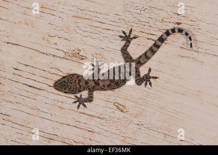 Türkische Gecko, mediterranen Haus Gecko, Europäischer Halbfinger, Halbfinger-Gecko, Hemidactylus Turcicus, Gecko nocturne Stockfoto