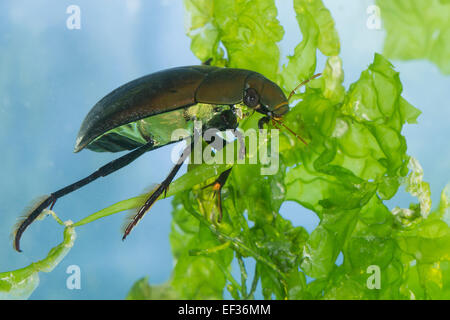 Große Silber Wasserkäfer, Großer Kolbenwasserkäfer, Kolben-Wasserkäfer, wasserhaltigen Piceus, Hydrophilus Piceus, Hydrophilidae Stockfoto