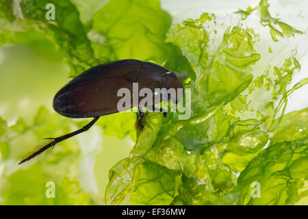 Große Silber Wasserkäfer, Großer Kolbenwasserkäfer, Kolben-Wasserkäfer, wasserhaltigen Piceus, Hydrophilus Piceus, Hydrophilidae Stockfoto