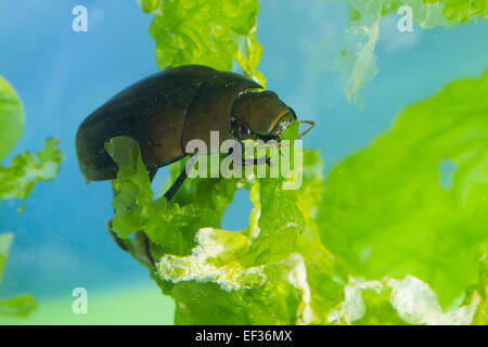 Große Silber Wasserkäfer, Großer Kolbenwasserkäfer, Kolben-Wasserkäfer, wasserhaltigen Piceus, Hydrophilus Piceus, Hydrophilidae Stockfoto