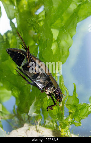 Große Silber Wasserkäfer, Großer Kolbenwasserkäfer, Kolben-Wasserkäfer, wasserhaltigen Piceus, Hydrophilus Piceus, Hydrophilidae Stockfoto