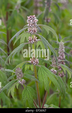 Motherwort, Throw-Scharte, Lion es Ohr, Schweif des Löwen, Echtes Herzgespann, Löwenschwanz, Herzspannkraut, Cardiaca Herzgespann Stockfoto