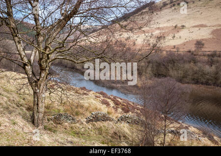 Woodlands Tal und Ladybower Vorratsbehälter. Birken auf dem Hügel neben dem Reservoir. Farben des späten Winters. Stockfoto