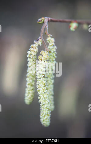 Coryllus Avellana, Hazel Kätzchen im zeitigen Frühjahr. Nahaufnahme des langen gelben Kätzchen mit weichen, unscharfen Hintergrund. Stockfoto