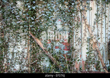 Ivy schleicht sich einer alten Holztür von einer verlassenen Eisenbahnwaggon mit abblätternde Farbe. Stockfoto