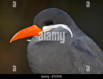 Inka-Seeschwalbe (Lasrosterna Inca) Stockfoto