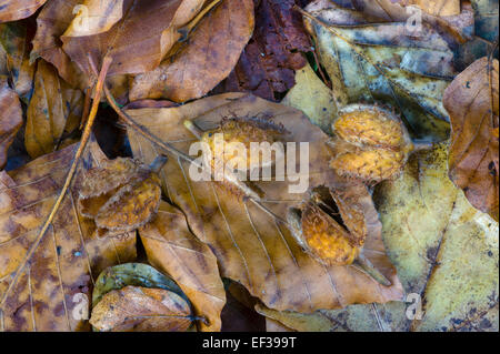 Buche-Mast - Fagus Sylvatica auf Waldboden im Herbst Stockfoto