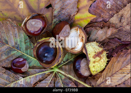 Rosskastanie - Aesculus Hippocastanum Samen auf abgefallenen Blättern. Stockfoto