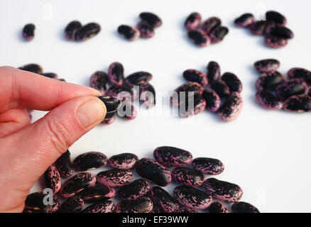 Mann aus Bohnen zählen. Stockfoto