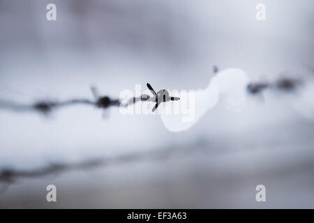 Oswiecim, Polen. 26. Januar 2015. Stacheldraht wird am ehemaligen Nazi-deutschen Konzentrations- und Vernichtungslager Camp KL Auschwitz gesehen ich vor dem kommenden 70. Jahrestag der Befreiung des Lagers in Oswiecim, Polen, 26. Januar 2015. Foto: Rolf Vennenbernd/Dpa/Alamy Live News Stockfoto