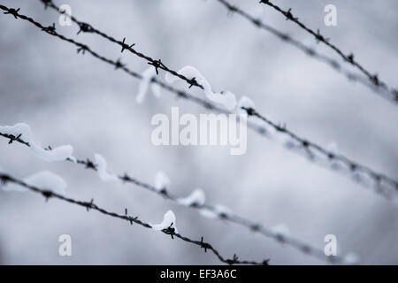 Oswiecim, Polen. 26. Januar 2015. Stacheldraht wird am ehemaligen Nazi-deutschen Konzentrations- und Vernichtungslager Camp KL Auschwitz gesehen ich vor dem kommenden 70. Jahrestag der Befreiung des Lagers in Oswiecim, Polen, 26. Januar 2015. Foto: Rolf Vennenbernd/Dpa/Alamy Live News Stockfoto