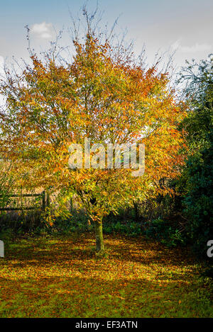 Kleine Buche in einem englischen Garten im Herbst Stockfoto