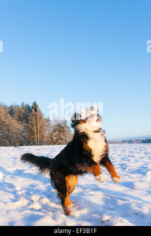 Hund fangen Schneeball Stockfoto