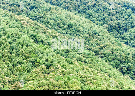 Teak-Wald auf dem hohen Berg. Stockfoto