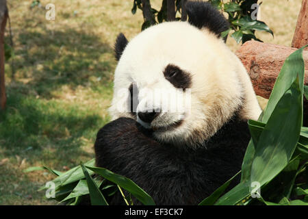 Panda Bambus essen Stockfoto