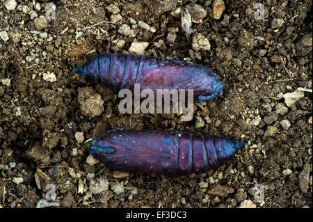 Kiefer Hawkmoth Puppe, Hyloicus Pinastri im Boden Stockfoto