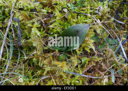 Winter-Shootings von Ophrys Insectifera, fliegen Orchidee Stockfoto