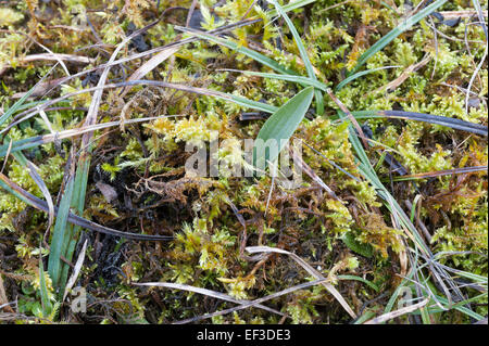 Winter-Shootings von Ophrys Insectifera, fliegen Orchidee Stockfoto