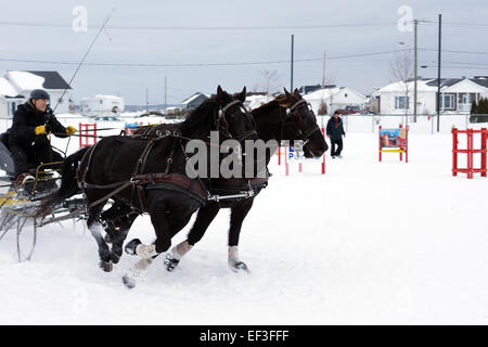 QUEBEC, Kanada-Januar 22: Kanadische Pferd ziehen Schlitten im Winter Hindernis Kegel fahren auf Januar 2015. Diese Rasse ist ein stro Stockfoto