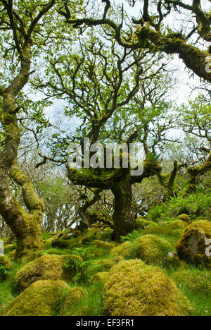 Wistman Holz, Dartmoor, Devon UK. Knorrigen alten Zwerg Eichen und Granitfelsen in grünen Moos und Farnen bedeckt. Stockfoto