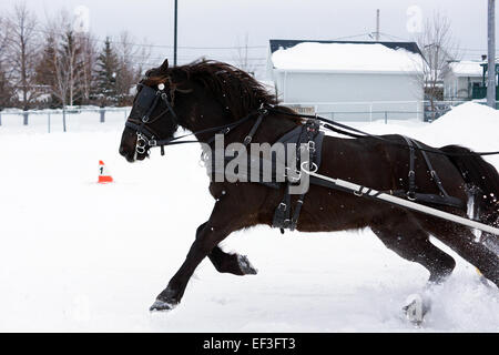 Kanadische Pferd ziehen Schlitten für Winter Hindernis Kegelfahren Stockfoto