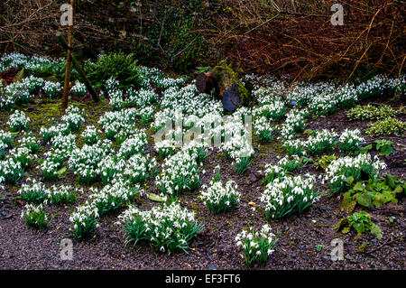 Schneeglöckchen, Aberglasney Gärten, Wales Stockfoto