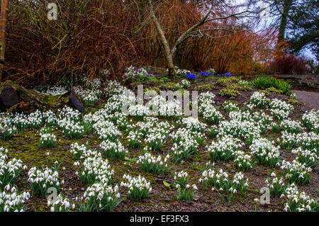 Schneeglöckchen, Aberglasney Gärten, Wales Stockfoto