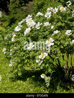 Strauch, baumartig Pfingstrose mit vielen weißen Blüten Stockfoto