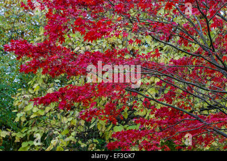 Purpurrote Blätter von Ahorn im Herbst Holz Stockfoto