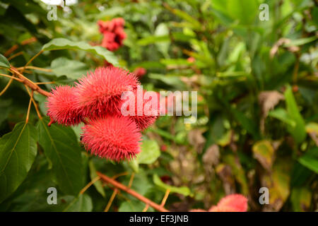 Bixa Orellana Obst, auch bekannt als Achiote und mit Annatto Samen verwendet für Lebensmittelfarbe, aufgenommen im ecuadorianischen Amazonasgebiet Stockfoto