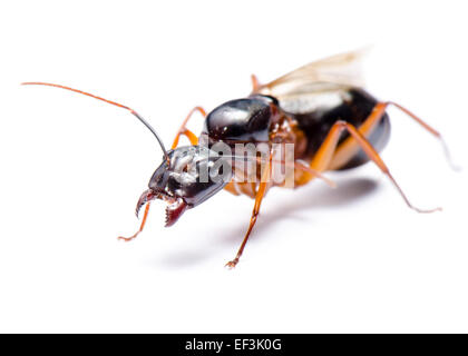 Nahaufnahme eines schwarzen Rossameise oder Camponotus Pennsylvanicus (geflügelte Männchen) auf weißem Hintergrund Stockfoto