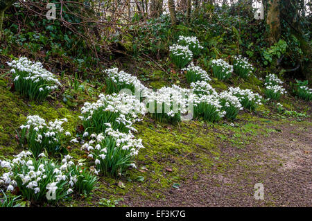 Schneeglöckchen, in den Stream Garten, Aberglasney Gärten, Wales Stockfoto