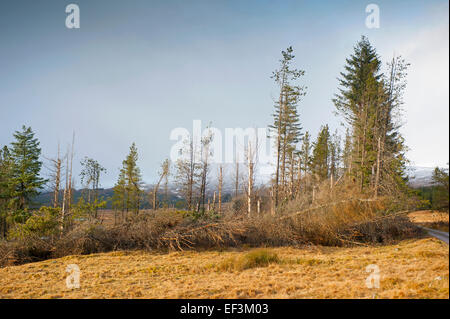 Wald vom Wind verwehten während der Wintermonate, Glen Shero, Laggan, Inverness-Shire. Schottland.   SCO 9506. Stockfoto