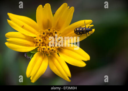 Gelbe Blume mit Käfer in Las Minas, Provinz Cocle, Republik Panama. Stockfoto