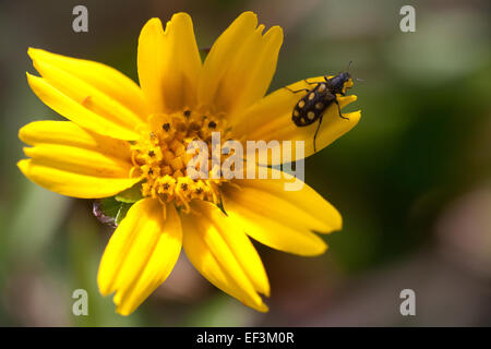 Gelbe Blume mit Käfer in Las Minas, Provinz Cocle, Republik Panama. Stockfoto