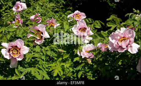 Strauch der baumartige Pfingstrose mit vielen rosa Blüten. Stockfoto