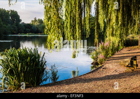 Am frühen Morgensonnenlicht über einen kleinen See in Swindon, Wiltshire. Stockfoto