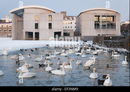 Singschwäne, Tjörnin Teich, Reykjavik, Island. Stockfoto