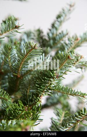 Nordmanntanne, Abies Nordmanniana. Nahaufnahme der Zweige der Weihnachtsbaum, zeigt blaugrau unter Blätter oder Nadeln Stockfoto