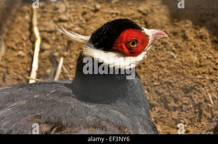 Tropischer Vogel Blau-eared Fasan (Crossoptilon Auritum), einem halben Körper. Stockfoto