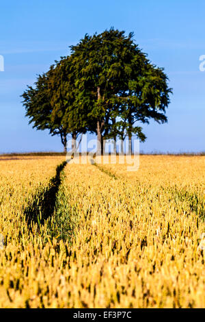 Spuren durch ein Feld von Weizen zur Veranschaulichung bewusste Nutzung der geringen Schärfentiefe. Stockfoto