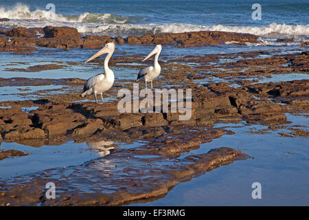 Zwei australische Pelikane (Pelecanus Conspicillatus) an der Küste von Newcastle, New South Wales, Australien Stockfoto