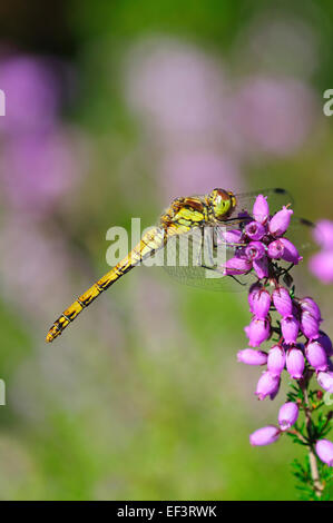 Weibliche gemeinsame Darter auf Bell Heather Dorset UK Stockfoto