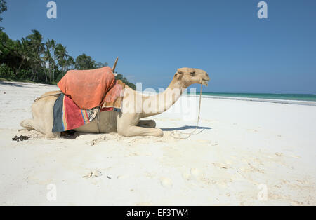 Verrückte Kamel am Diani Beach, Ukunda, Mombasa, Kenia Stockfoto